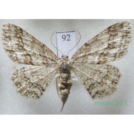 Ectropis crepuscularia (Denis & Schiffermüller, 1775) Czech92